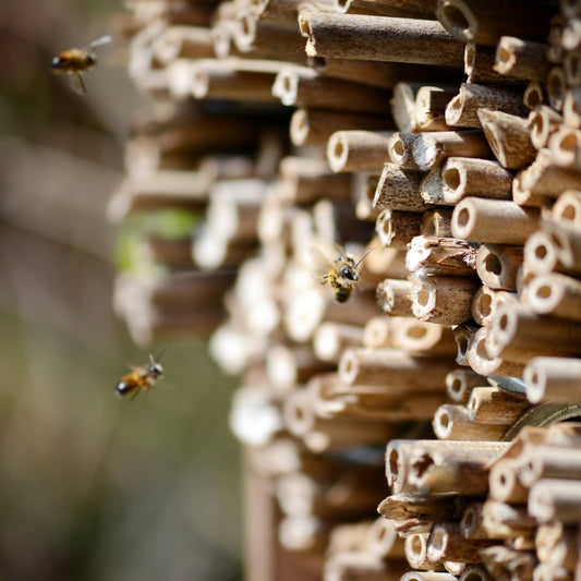 Insektenhotel - Ein nachhaltiges Zuhause für unsere kleinen Helfer